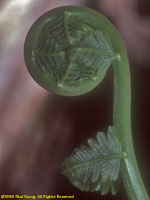 fern fiddlehead