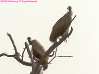 African white-backed vulture