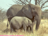 elephant and calf