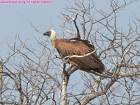 African white-backed vulture