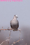 Cape turtle dove