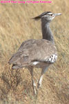 Kori bustard