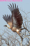 African white-backed vulture