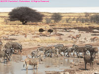 waterhole and Etosha pan