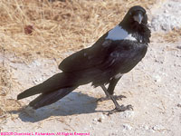 pied crow