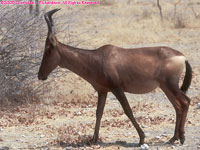 red hartebeest