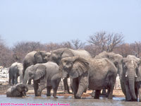 elephants at water hole