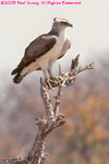 immature osprey (?)