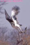 immature osprey(?)