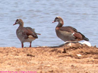 Egyptian geese