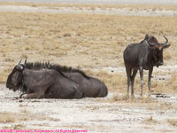 blue wildebeest