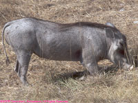 warthog