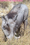 warthog