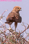 common kestrel