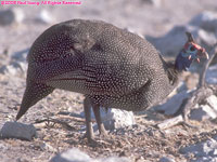 helmeted guineafowl