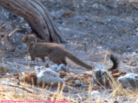 slender mongoose