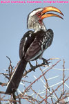 southern yellow-billed hornbill