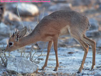 male damara dikdik