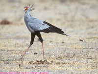 secretary bird