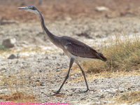 grey heron