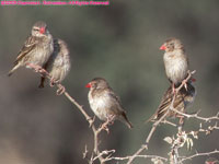 red-billed quelea