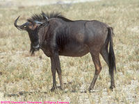 blue wildebeest