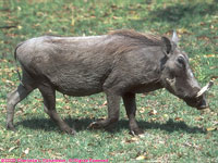 warthog