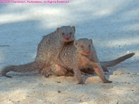 mating banded mongooses