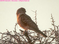 greater kestrel