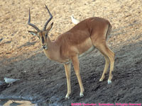 male black-faced impala