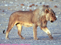 lion