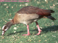 Egyptian goose