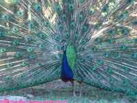 peacock