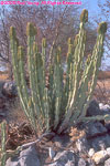 euphorbia