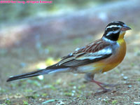 golden-breasted bunting