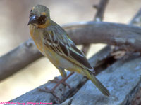 African masked weaver