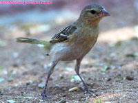 house sparrow