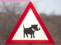 warthog crossing