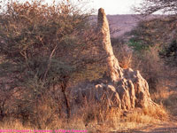 termite mound