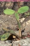 prickly pear