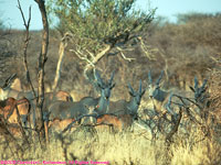 elands