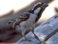 pied barbet