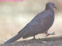 feral pigeon