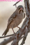 scaly-feathered finch