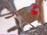 male melba finch