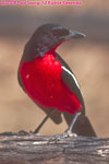 crimson-breasted bush shrike