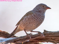 female Melba finch