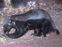 ratel