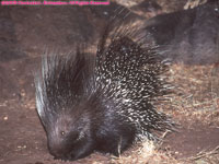 African porcupine