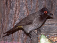 African red-eyed bulbul